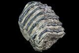 Partial Southern Mammoth Molar - Hungary #87548-1